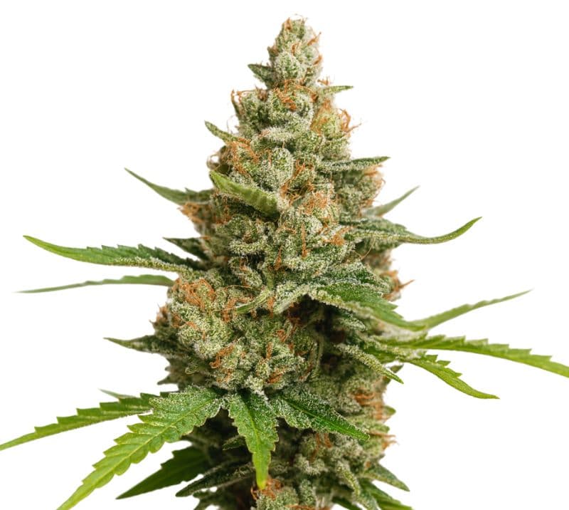 Charlie Sheen Auto