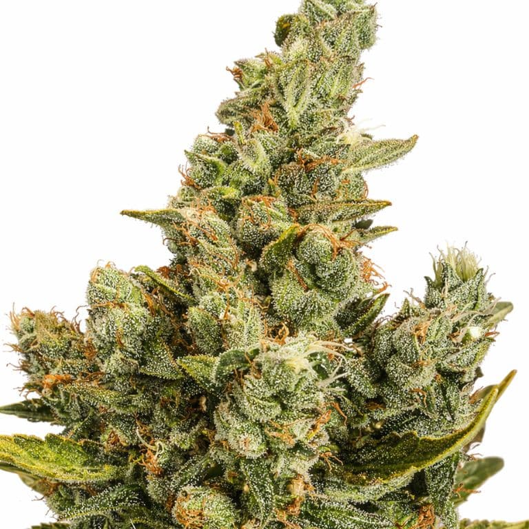 Cheese Autoflower