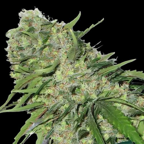 Chemo Feminized