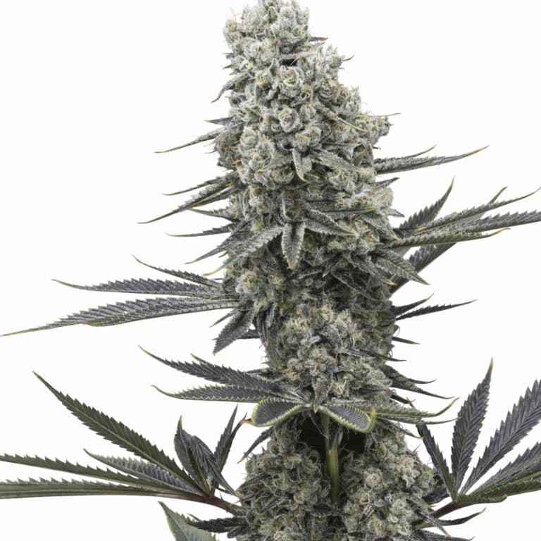 Chernobyl Feminized