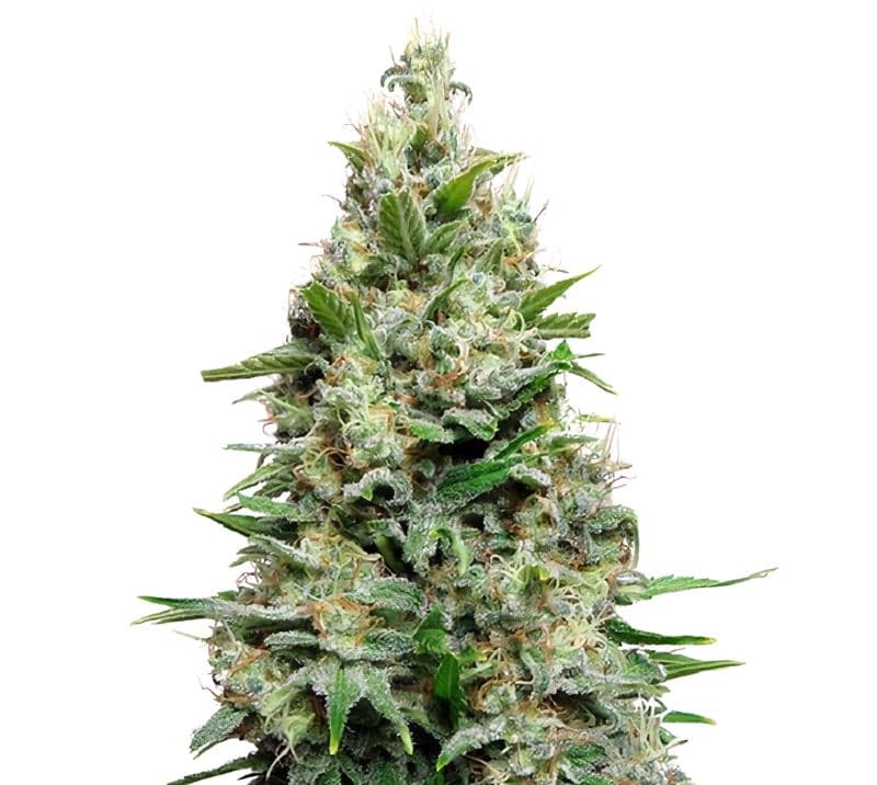 Cherry Diesel Auto