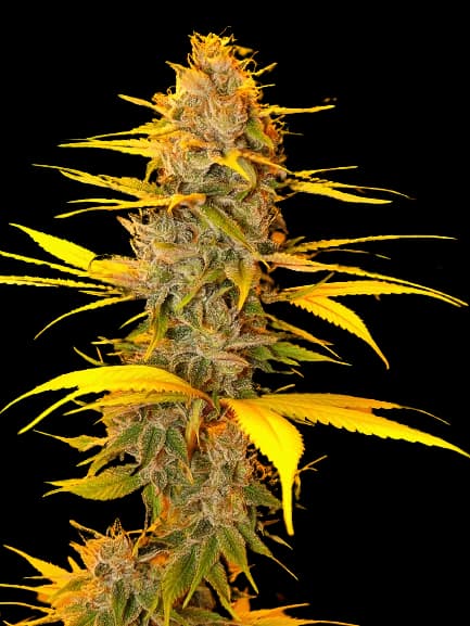 Cherry OG Feminized