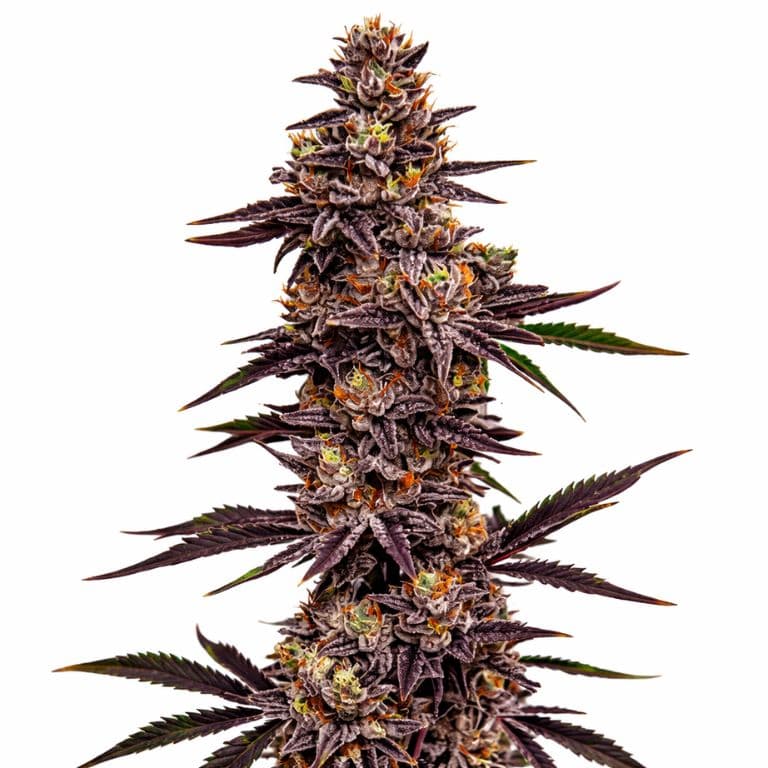 Cherry Pie Feminized