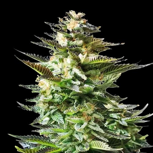 Chiesel cannabis seeds packaging — Royal King Seeds Canada