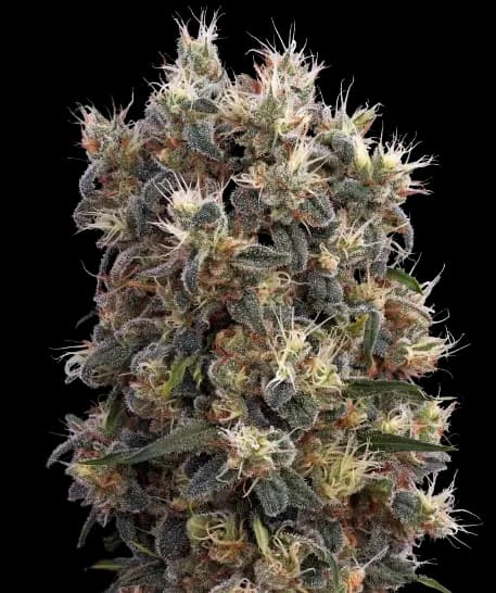 Church OG Feminized