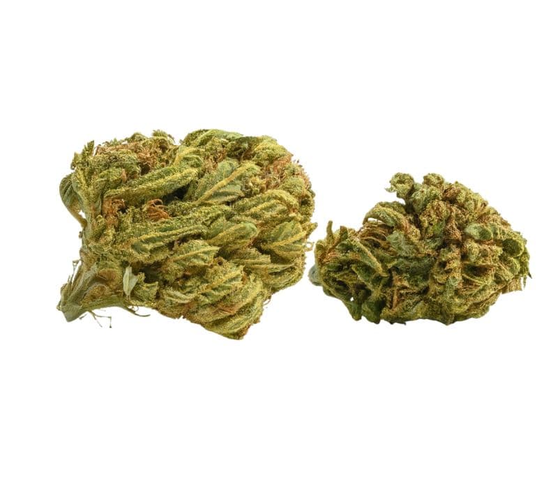 Cinex 30% indica / 60% sativa flower with visible trichomes