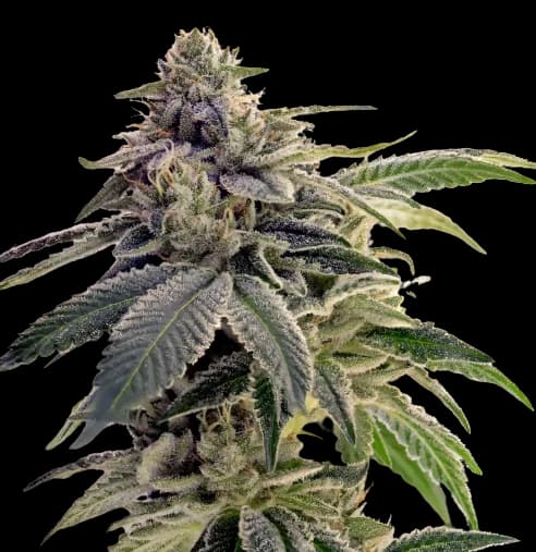 Citrix cannabis seeds packaging — Royal King Seeds Canada