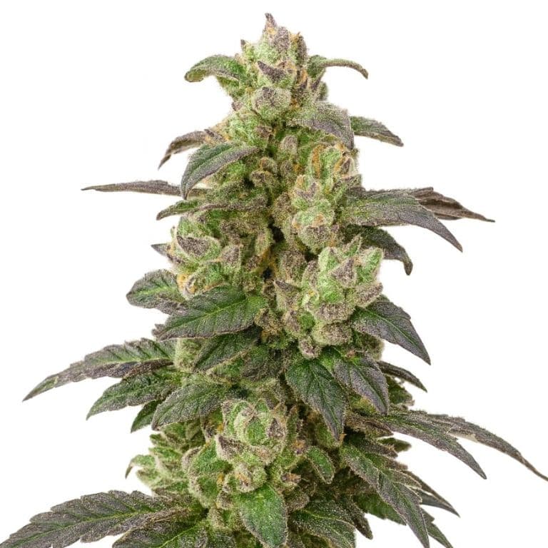 Coffee Feminized