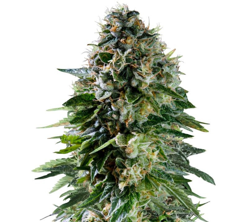 Corkscrew Autoflower