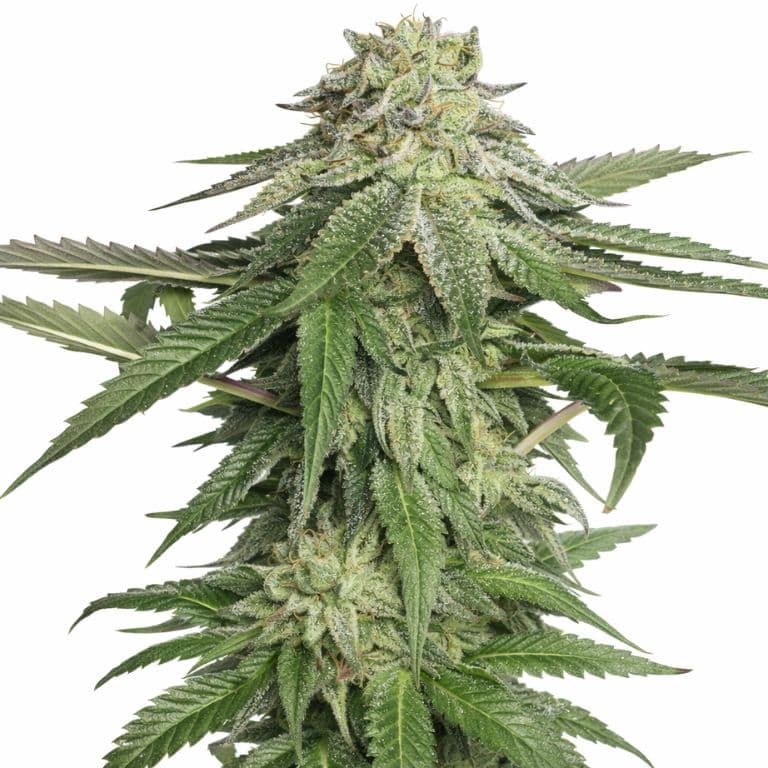 Corleone Kush Auto