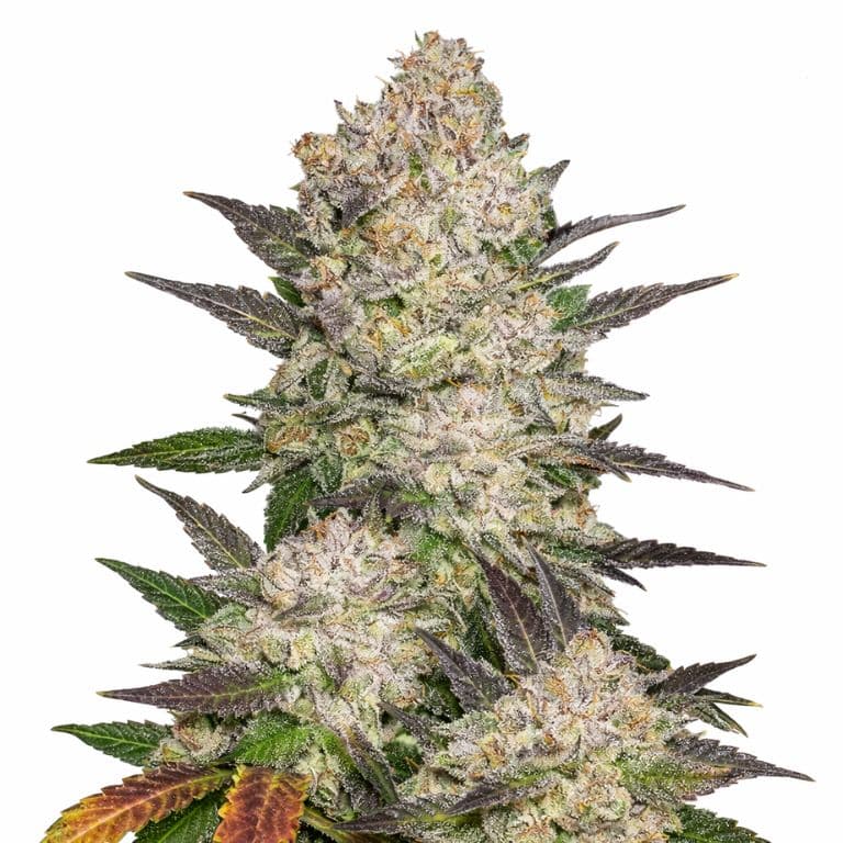 Cream Feminized