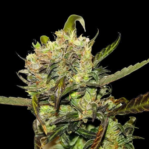 Crown OG Feminized