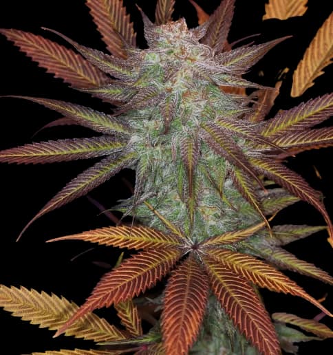 Cuvee Feminized