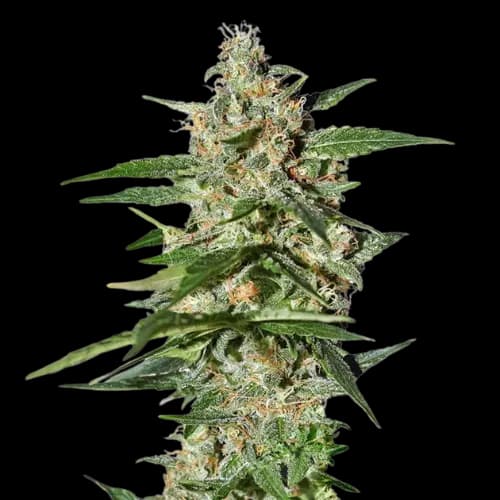 Damnesia Autoflower