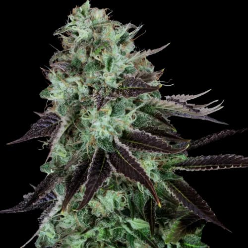 Dark Star Feminized