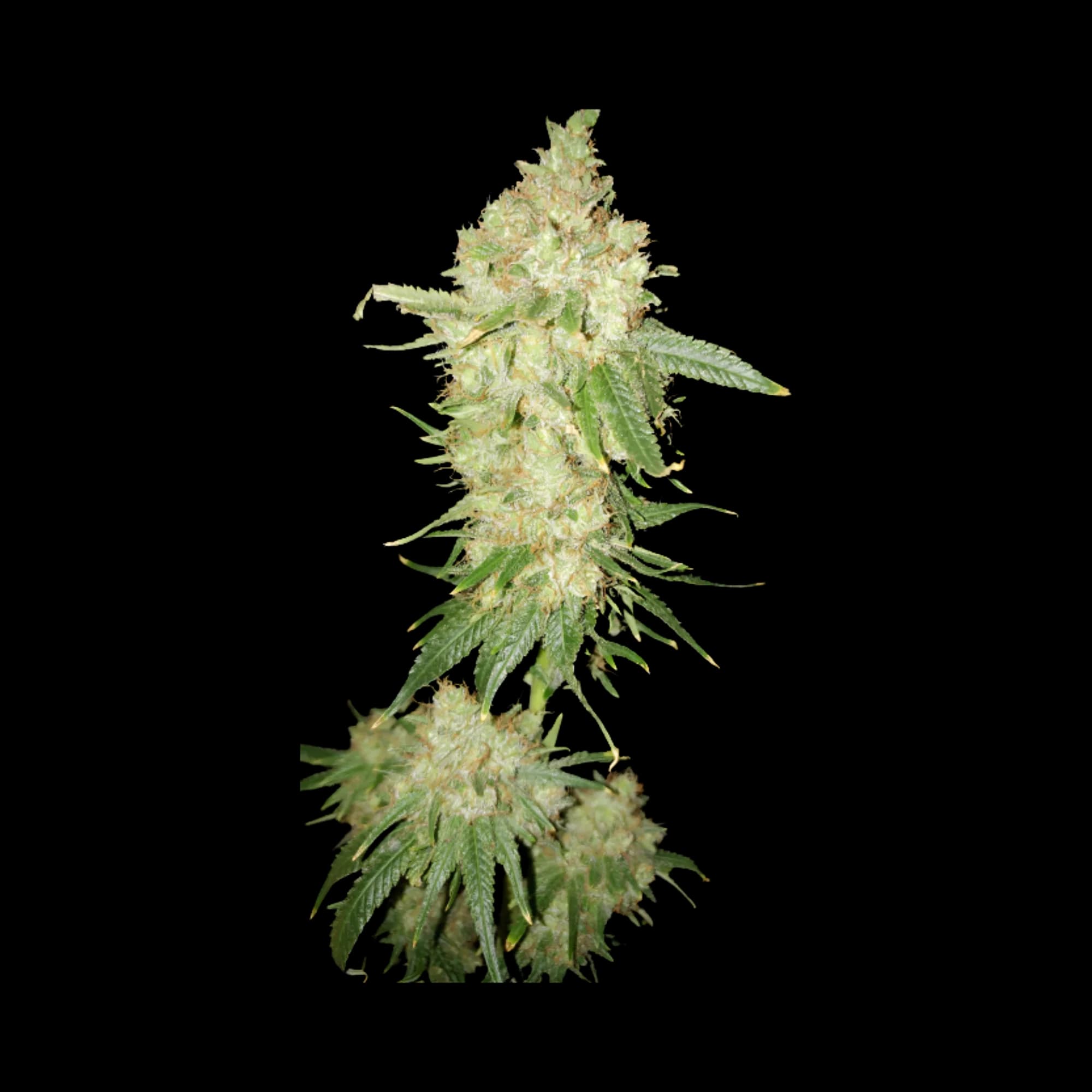 Deadwood Autoflower