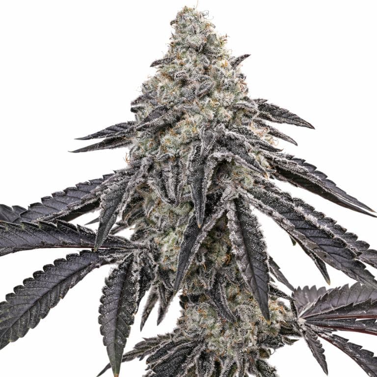 Death Star Feminized