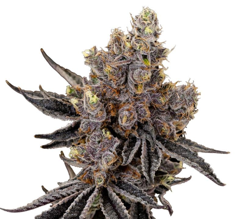 Deep Chunk Feminized