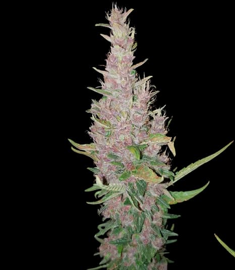 Deep Purple Auto