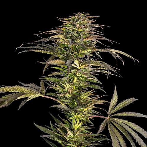 Diablo Auto
