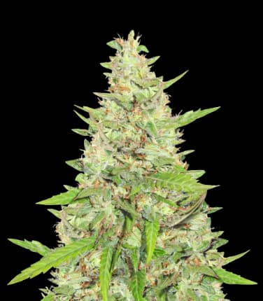 Diamond OG Auto