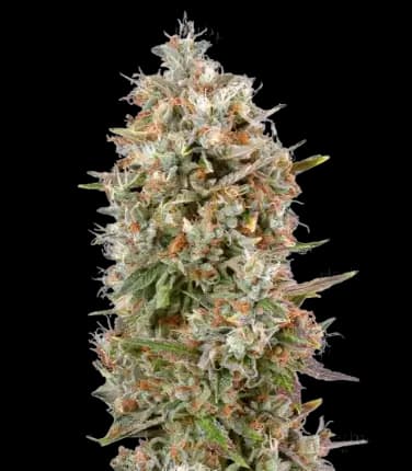 Dinachem Autoflower