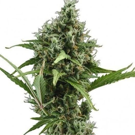 Dizzy OG Autoflower