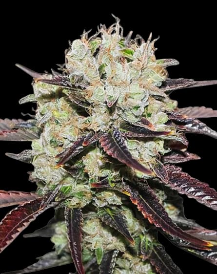 Domino cannabis seeds packaging — Royal King Seeds Canada