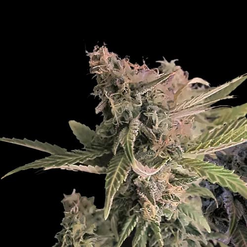 Donna OG cannabis seeds packaging — Royal King Seeds Canada