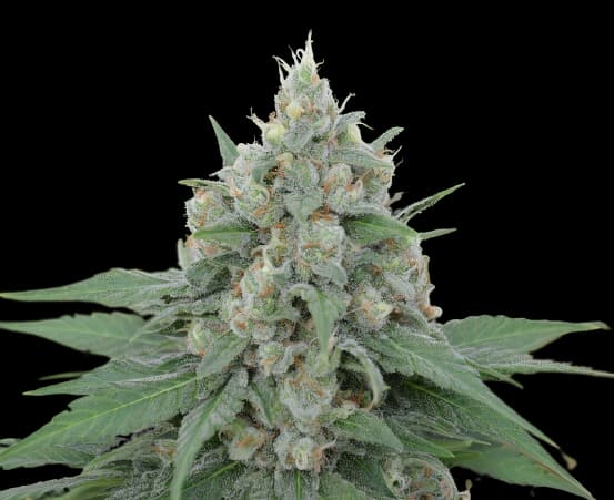 Dorit Feminized