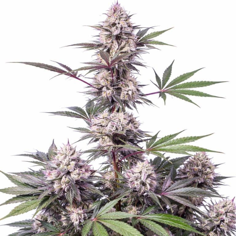 Dosi Punch Feminized