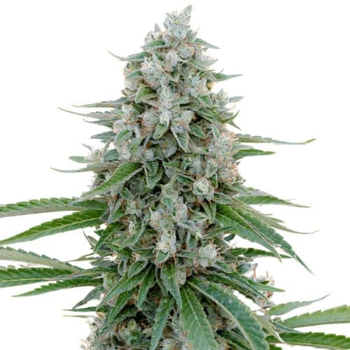 Dr. Who Auto
