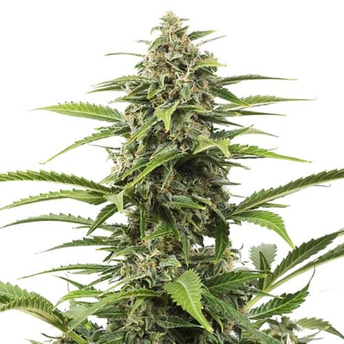 Dutchberry Feminized