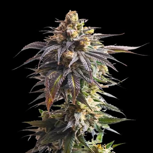 Dynamite Feminized