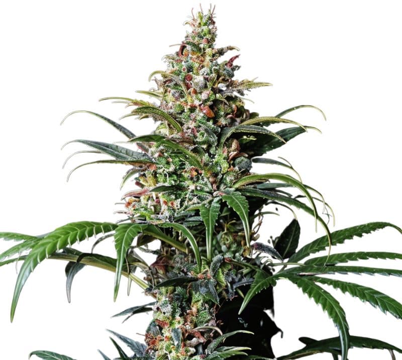 Early Girl Feminized