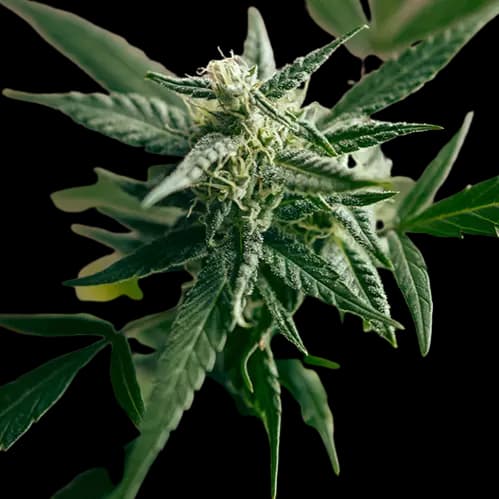 Edelweiss cannabis seeds packaging — Royal King Seeds Canada