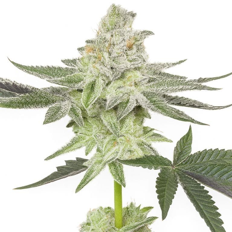 Envy Feminized