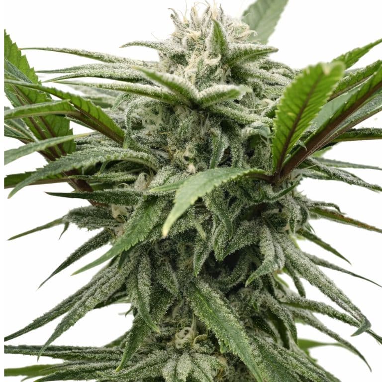 Ewok Feminized