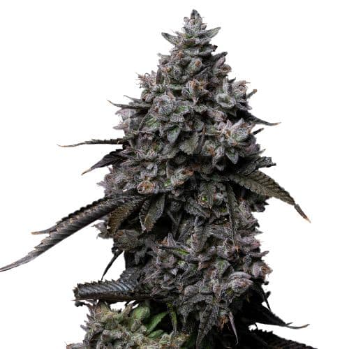Fat Nelson cannabis seeds packaging — Royal King Seeds Canada