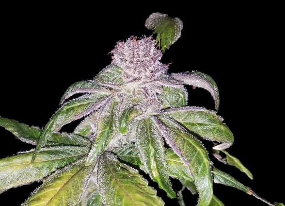 Flo Feminized