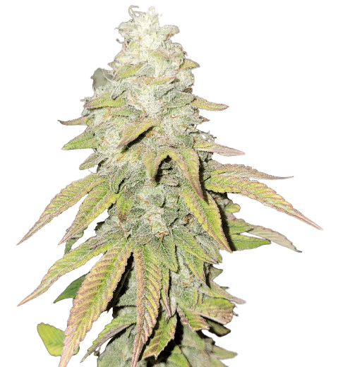 Flo OG Feminized