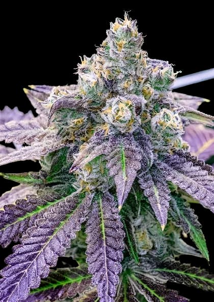 FPOG Autoflower