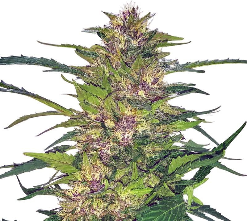 Freezeland Feminized