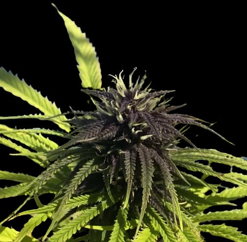 Frida cannabis seeds packaging — Royal King Seeds Canada