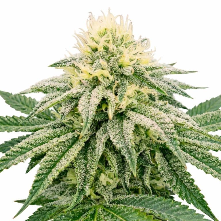 Frosty Feminized