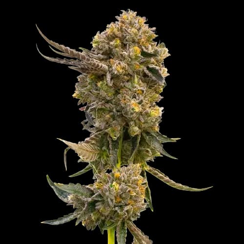 Fruit Autoflower