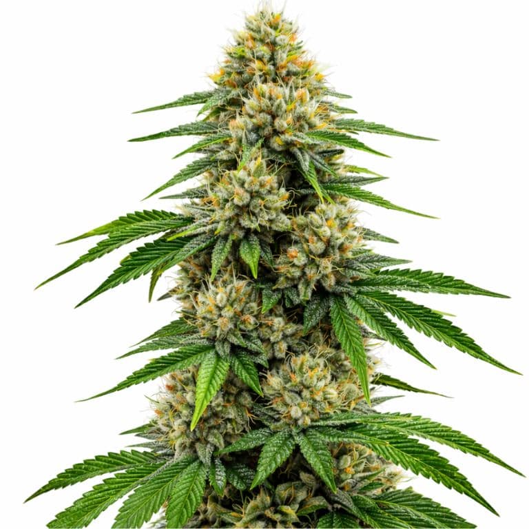 Future Feminized