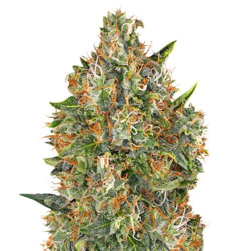 G13 Widow Autoflower