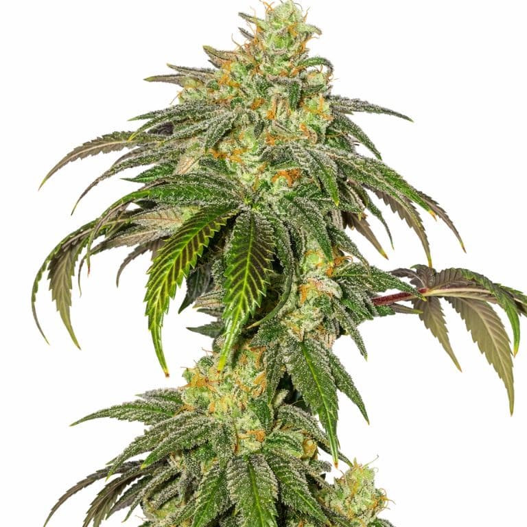 Garlic Bud cannabis seeds packaging — Royal King Seeds Canada