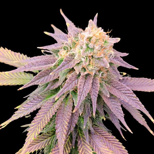 Ghost OG Feminized